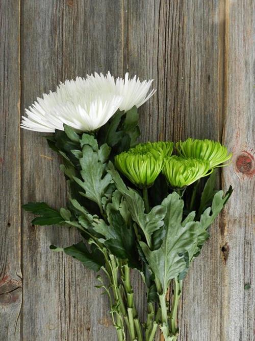 ANASTASIA - 40 WHITE & 40 GREEN  MIXED DISBUDS/MUMS